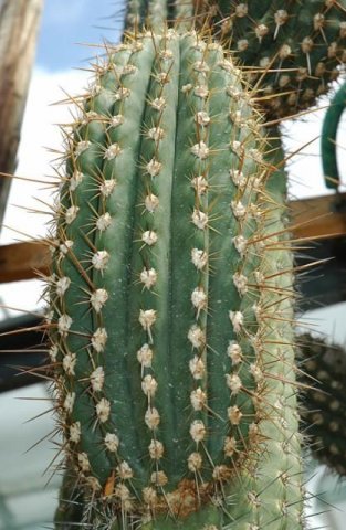 Trichocereus_terscheckii